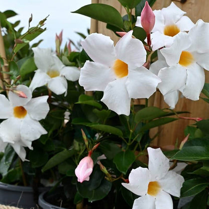 Brazilian Jasmine Seeds - Heirloom Flower Plant for Home Gardens