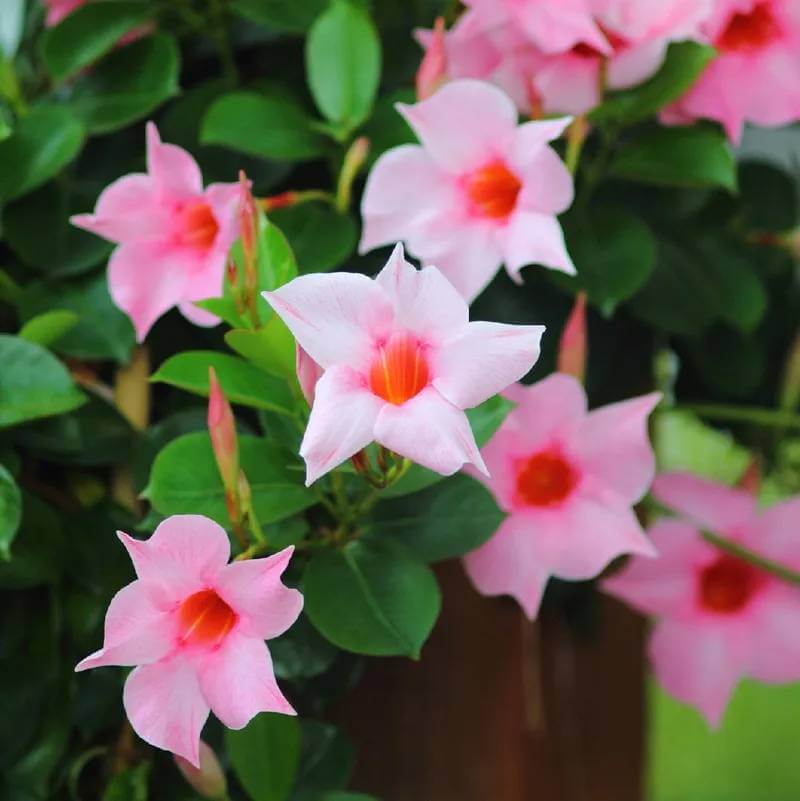 Brazilian Jasmine Seeds - Heirloom Flower Plant for Home Gardens
