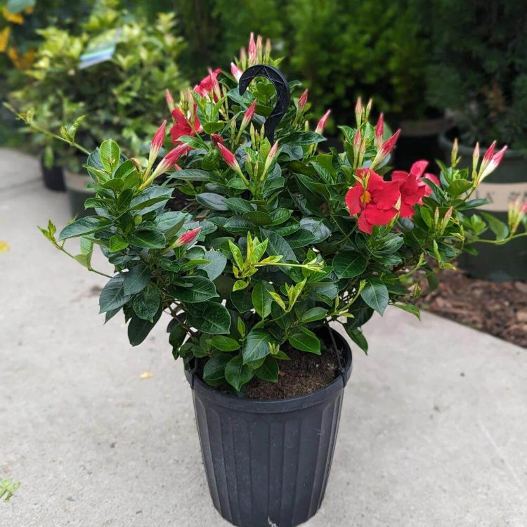 Brazilian Jasmine Seeds - Heirloom Flower Plant for Home Gardens