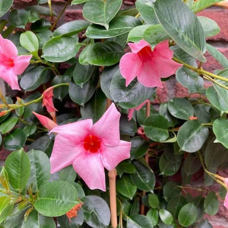 Brazilian Jasmine Seeds - Heirloom Flower Plant for Home Gardens