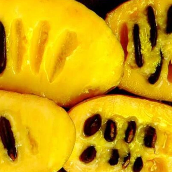 Brazilian Paw Paw Seeds
