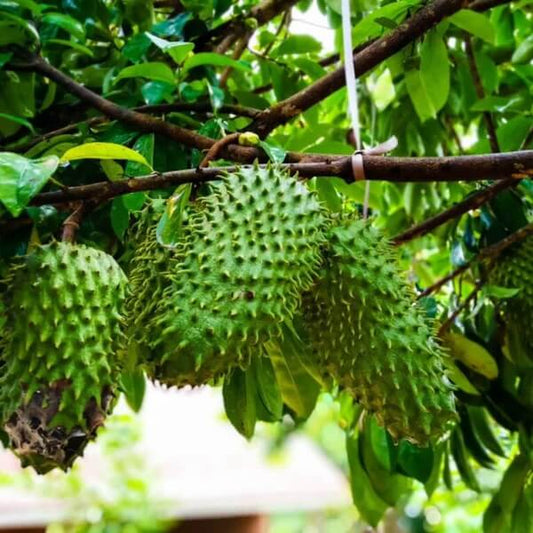 Brazilian Paw Paw Seeds