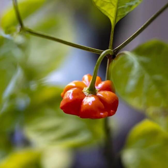 Brazilian Starfish Pepper Seeds - Vegetable Plant