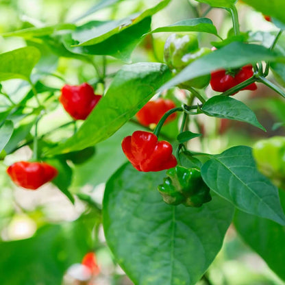 Brazilian Starfish Pepper Seeds - Vegetable Plant