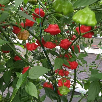 Brazilian Starfish Pepper Seeds - Vegetable Plant