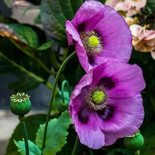 Breadseed Poppy Seeds  - Flower Plant