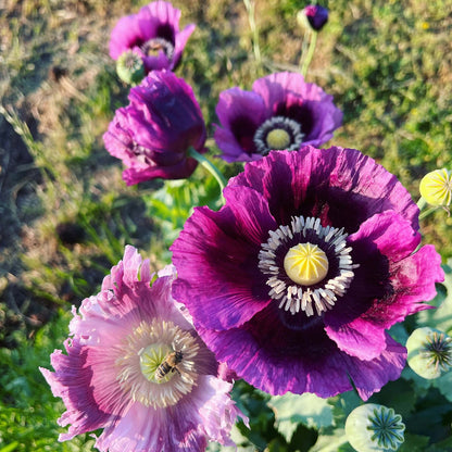 Breadseed Poppy Seeds  - Flower Plant