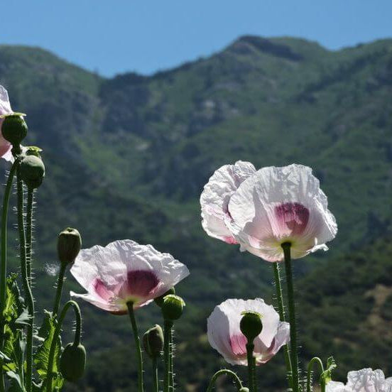 Breadseed Poppy Seeds  - Flower Plant