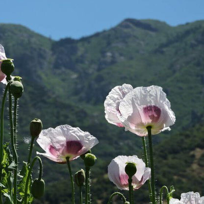 Breadseed Poppy Seeds  - Flower Plant