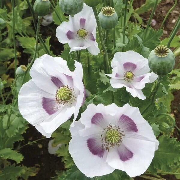 Breadseed poppy