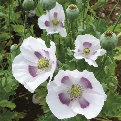 Breadseed poppy