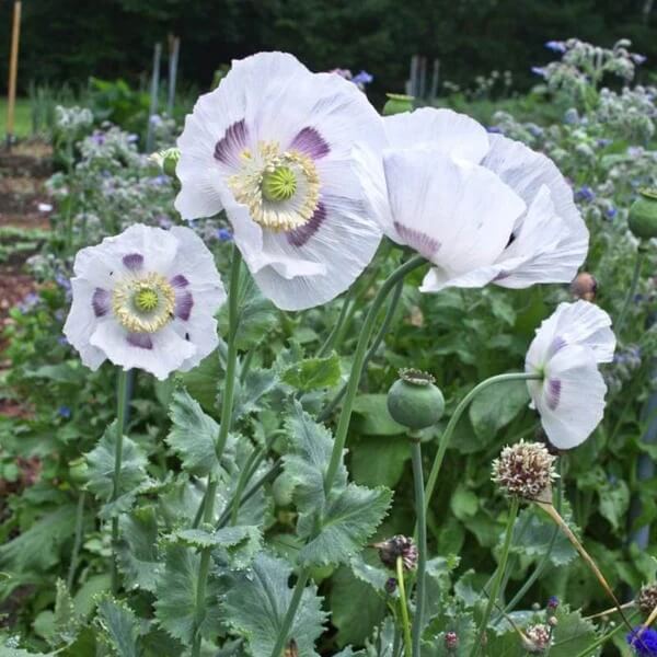 Breadseed poppy Seeds