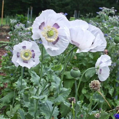 Breadseed poppy Seeds