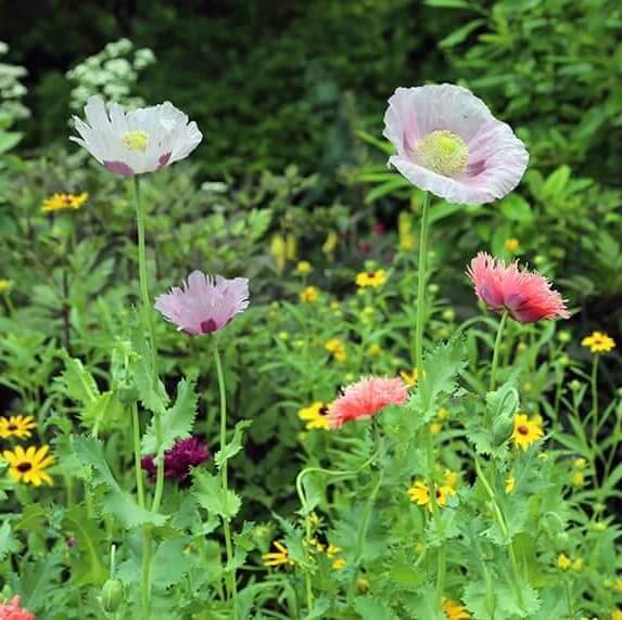 Breadseed poppy Seeds