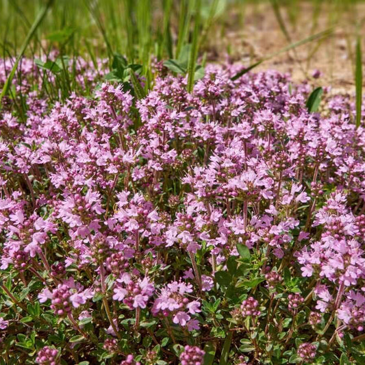 Breckland Thyme Seeds - Herbal Plant