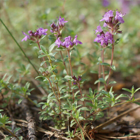 Breckland Thyme Seeds - Herbal Plant