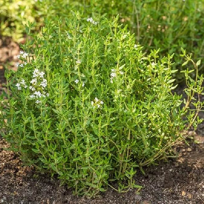 Breckland Thyme Seeds - Herbal Plant