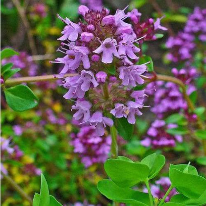Breckland Thyme Seeds - Herbal Plant