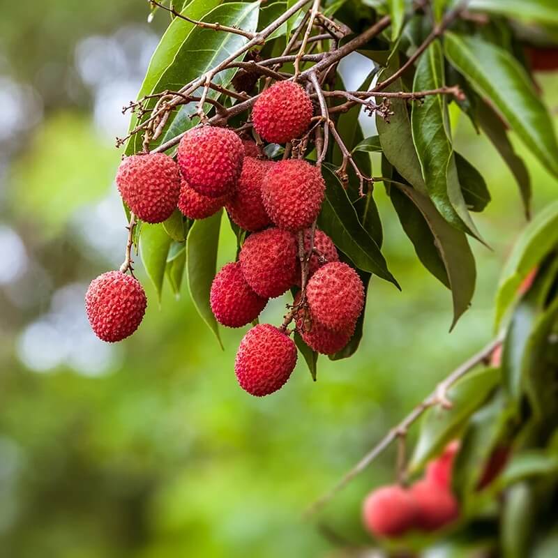 Brewster Lychee Seeds