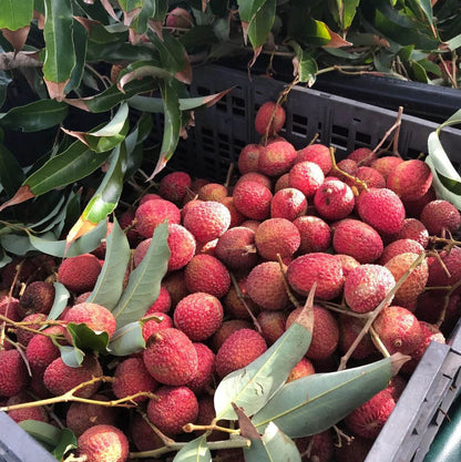 Brewster Lychee Seeds