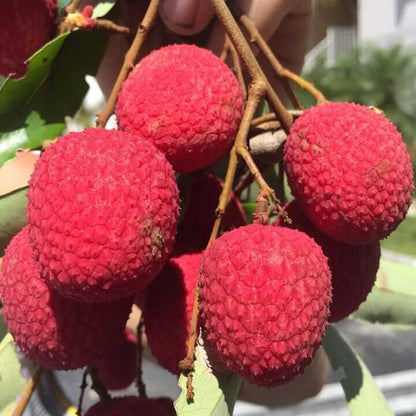 Brewster Lychee Seeds