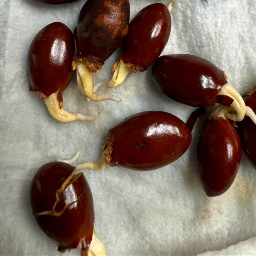 Brewster Lychee Seeds