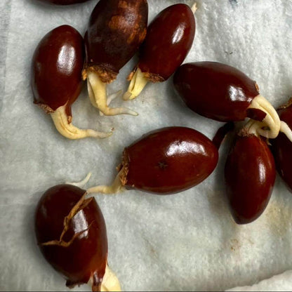 Brewster Lychee Seeds