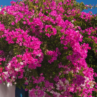 Brick Pink Bougainvillea Seeds