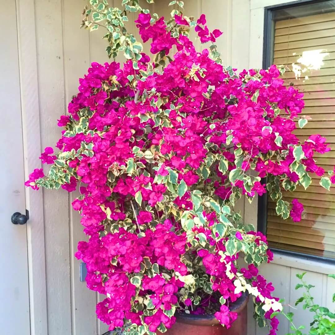 Brick Pink Bougainvillea Seeds