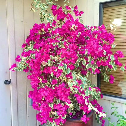 Brick Pink Bougainvillea Seeds