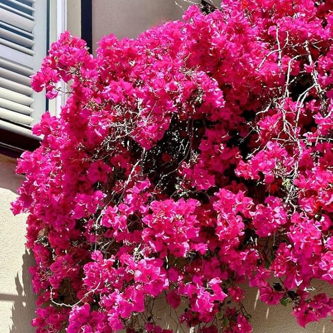 Brick Pink Bougainvillea Seeds
