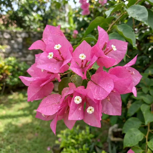 Brick Pink Bougainvillea Seeds - Flower Plant