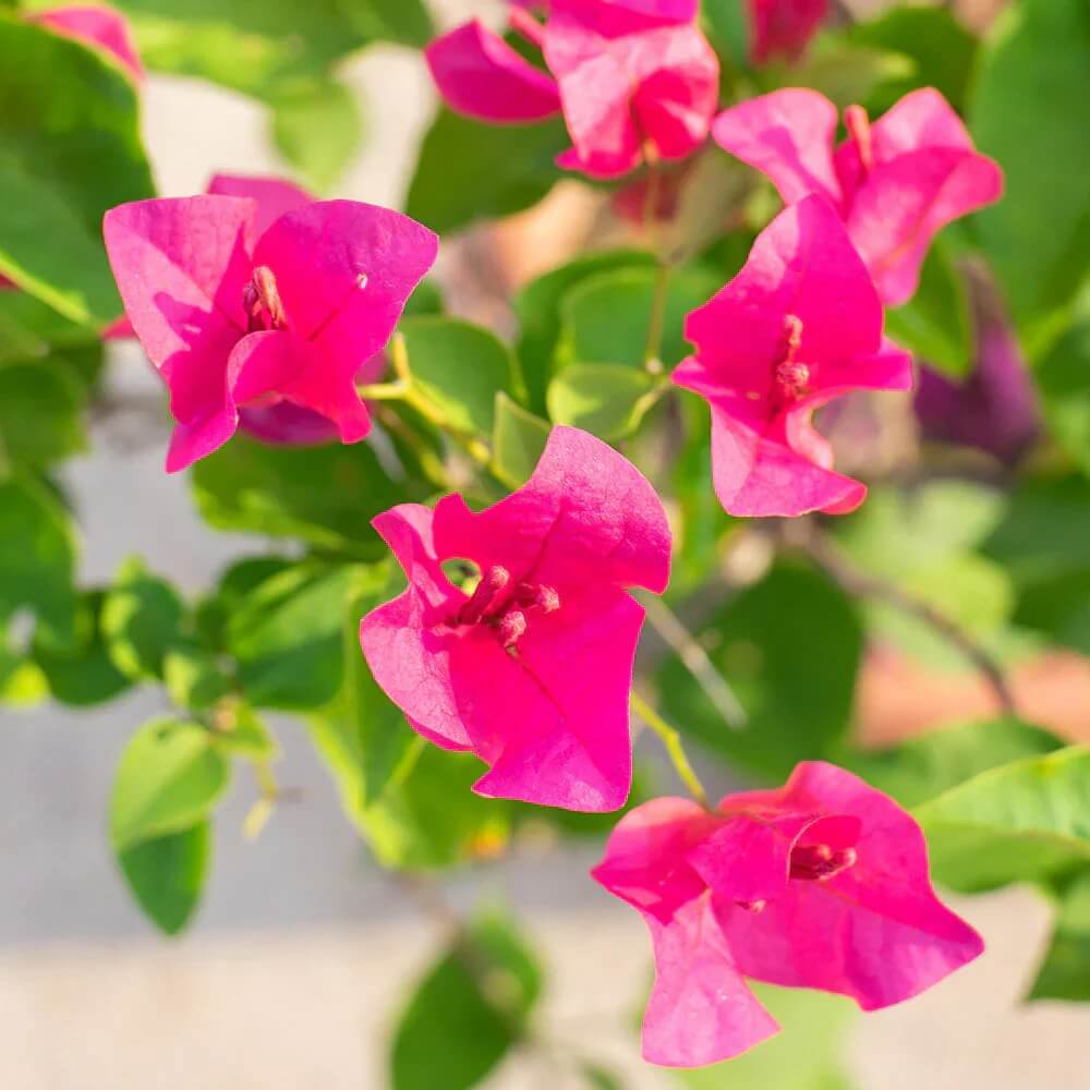 Brick Pink Bougainvillea Seeds - Flower Plant