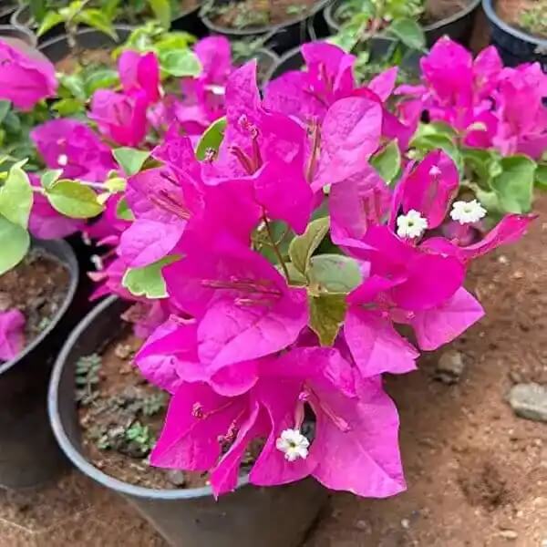 Brick Pink Bougainvillea Seeds - Flower Plant