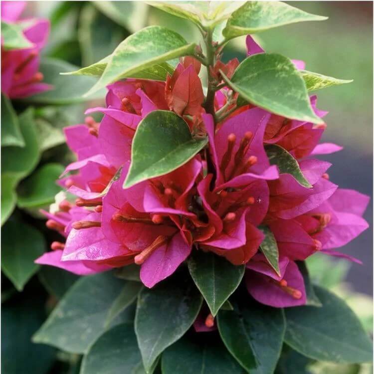 Brick Pink Bougainvillea Seeds - Flower Plant
