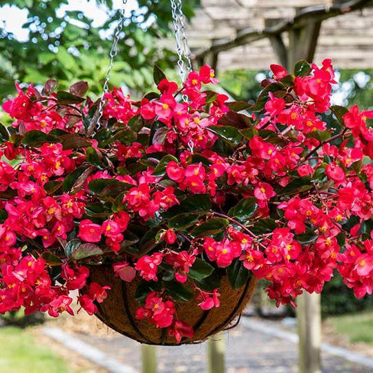 Bright Begonia Seeds