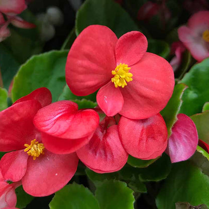 Bright Begonia Seeds