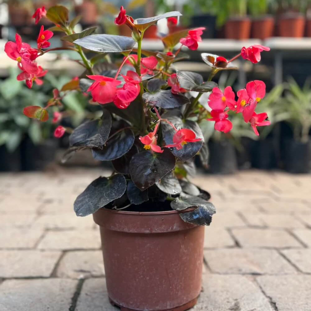 Bright Begonia Seeds