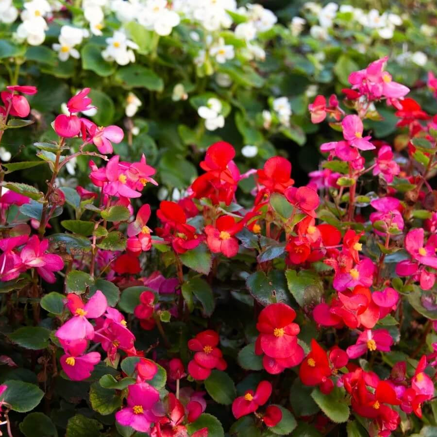 Bright Begonia Seeds