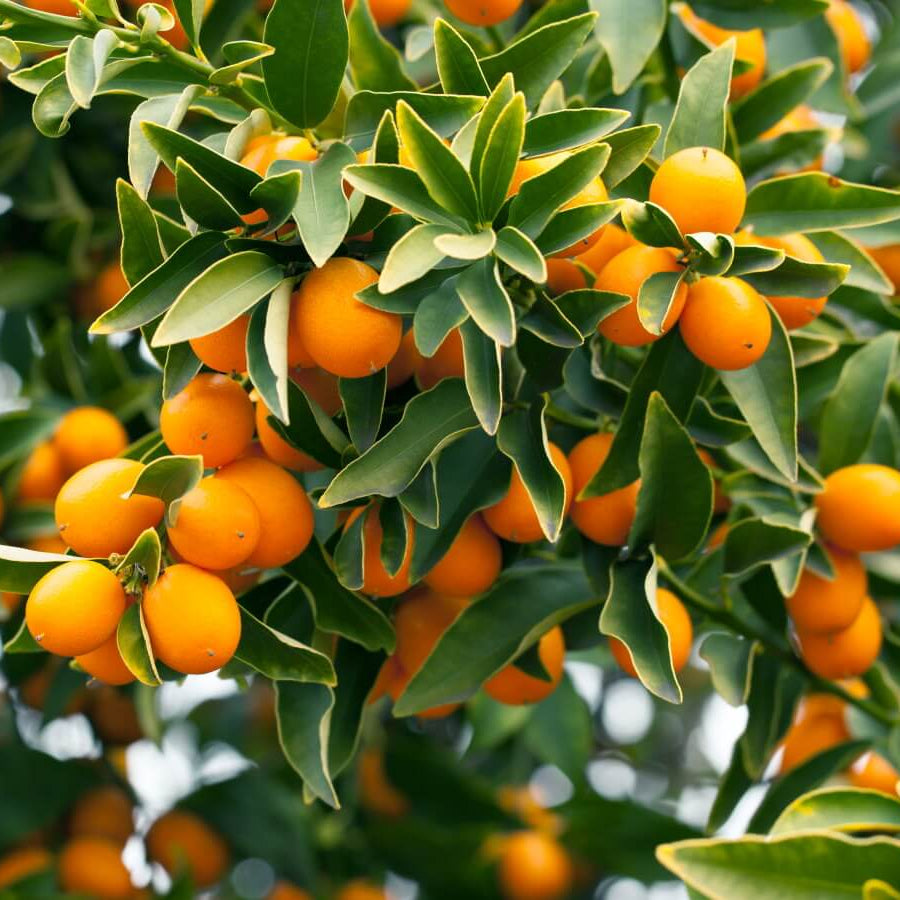 Bright Orange Kumquat Seeds - Fruit Plant for Home Gardens
