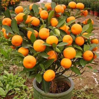 Bright Orange Kumquat Seeds - Fruit Plant for Home Gardens