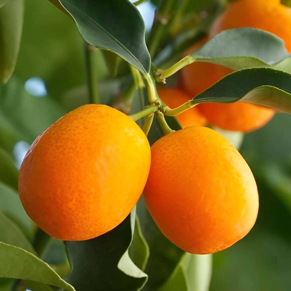 Bright Orange Kumquat Seeds - Fruit Plant for Home Gardens