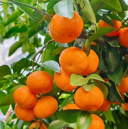 Bright Orange Kumquat Seeds - Fruit Plant for Home Gardens