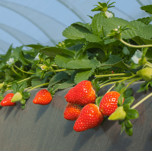 Bright Orange Strawberry
