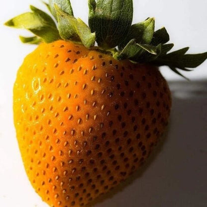 Bright Orange Strawberry Seeds