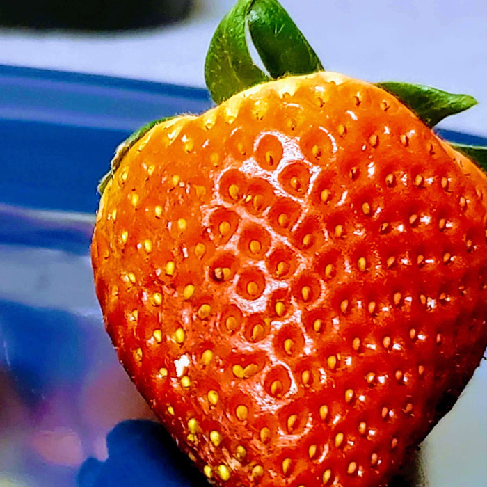 Bright Orange Strawberry Seeds