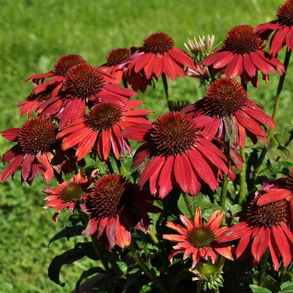 Bright Red Coneflower Seeds 