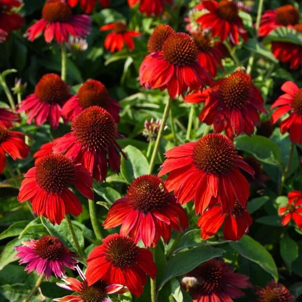 Bright Red Coneflower Seeds 