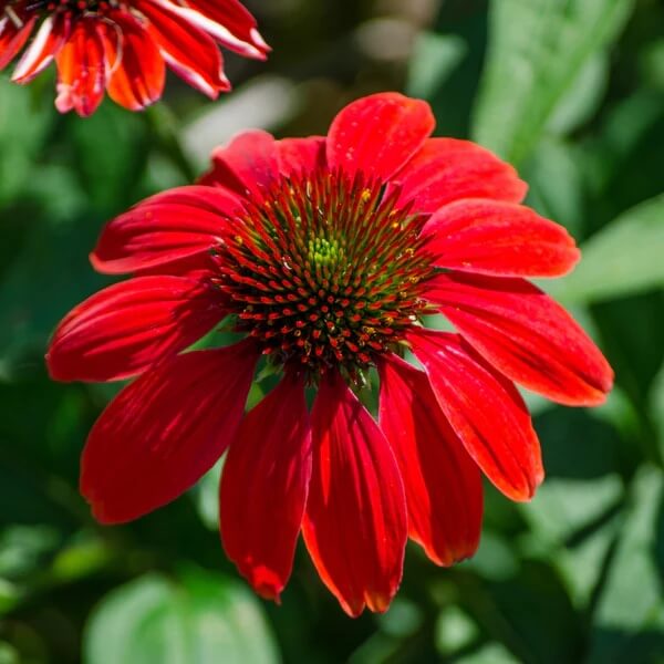 Bright Red Coneflower Seeds 
