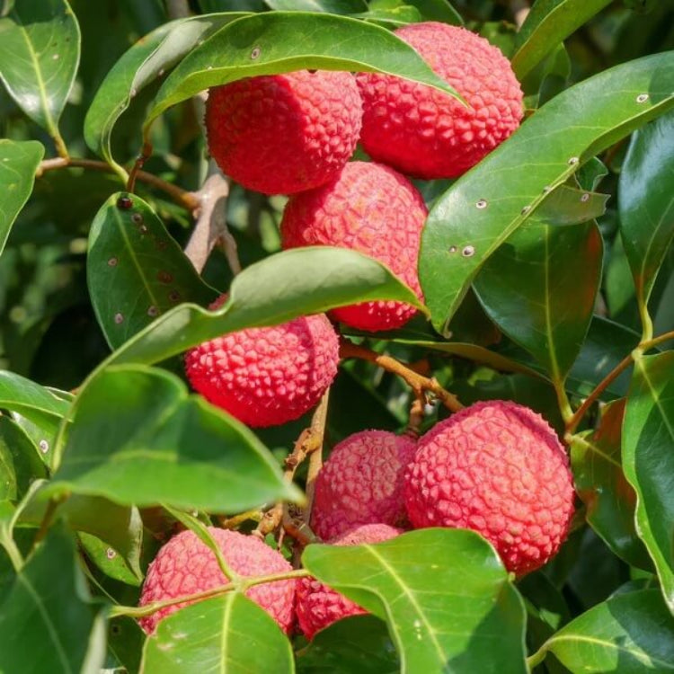 Bright Red Lychee Seeds 